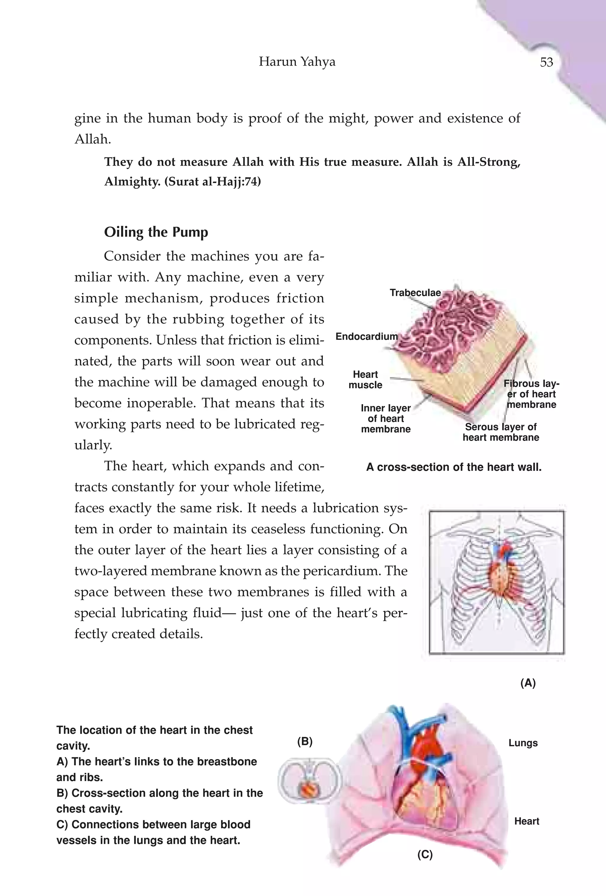 Harun Yahya                                           53



   gine in the human body is proof of the might, power and existence of
   Allah.
         They do not measure Allah with His true measure. Allah is All-Strong,
         Almighty. (Surat al-Hajj:74)



         Oiling the Pump
         Consider the machines you are fa-
   miliar with. Any machine, even a very
                                                             Trabeculae
   simple mechanism, produces friction
   caused by the rubbing together of its
   components. Unless that friction is elimi-    Endocardium

   nated, the parts will soon wear out and
                                                     Heart
   the machine will be damaged enough to            muscle                        Fibrous lay-
                                                                                   er of heart
   become inoperable. That means that its             Inner layer                  membrane
                                                        of heart
   working parts need to be lubricated reg-           membrane            Serous layer of
                                                                          heart membrane
   ularly.
         The heart, which expands and con-             A cross-section of the heart wall.
   tracts constantly for your whole lifetime,
   faces exactly the same risk. It needs a lubrication sys-
   tem in order to maintain its ceaseless functioning. On
   the outer layer of the heart lies a layer consisting of a
   two-layered membrane known as the pericardium. The
   space between these two membranes is filled with a
   special lubricating fluid— just one of the heart’s per-
   fectly created details.


                                                                                     (A)



The location of the heart in the chest
cavity.                                    (B)                                     Lungs
A) The heart’s links to the breastbone
and ribs.
B) Cross-section along the heart in the
chest cavity.
C) Connections between large blood                                                  Heart
vessels in the lungs and the heart.
                                                                    (C)
 