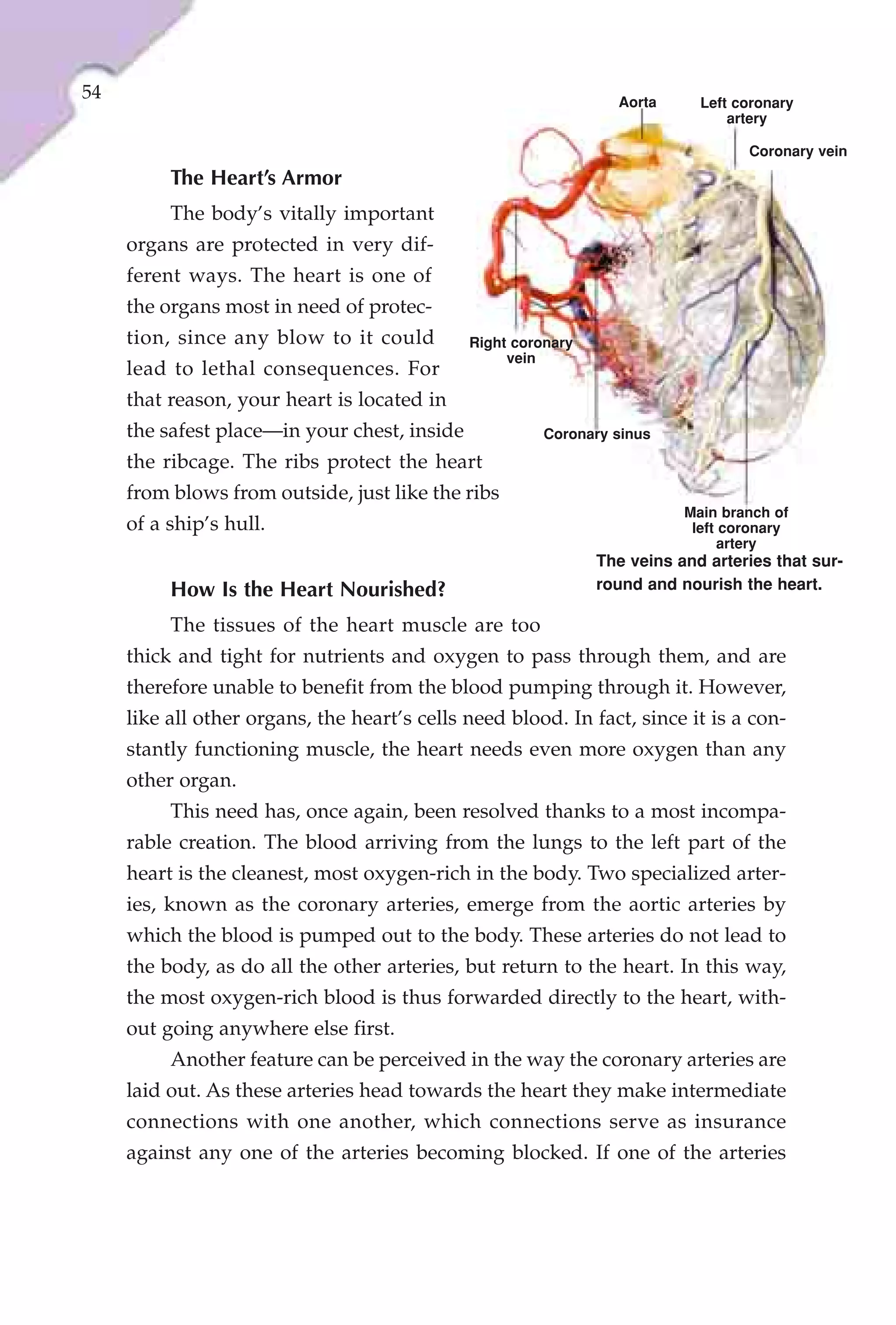 54                                                               Aorta      Left coronary
                                                                                artery

                                                                                  Coronary vein
          The Heart’s Armor
          The body’s vitally important
     organs are protected in very dif-
     ferent ways. The heart is one of
     the organs most in need of protec-
     tion, since any blow to it could         Right coronary
                                                   vein
     lead to lethal consequences. For
     that reason, your heart is located in
     the safest place—in your chest, inside             Coronary sinus
     the ribcage. The ribs protect the heart
     from blows from outside, just like the ribs
                                                                          Main branch of
     of a ship’s hull.                                                     left coronary
                                                                                artery
                                                               The veins and arteries that sur-
          How Is the Heart Nourished?                          round and nourish the heart.

          The tissues of the heart muscle are too
     thick and tight for nutrients and oxygen to pass through them, and are
     therefore unable to benefit from the blood pumping through it. However,
     like all other organs, the heart’s cells need blood. In fact, since it is a con-
     stantly functioning muscle, the heart needs even more oxygen than any
     other organ.
          This need has, once again, been resolved thanks to a most incompa-
     rable creation. The blood arriving from the lungs to the left part of the
     heart is the cleanest, most oxygen-rich in the body. Two specialized arter-
     ies, known as the coronary arteries, emerge from the aortic arteries by
     which the blood is pumped out to the body. These arteries do not lead to
     the body, as do all the other arteries, but return to the heart. In this way,
     the most oxygen-rich blood is thus forwarded directly to the heart, with-
     out going anywhere else first.
          Another feature can be perceived in the way the coronary arteries are
     laid out. As these arteries head towards the heart they make intermediate
     connections with one another, which connections serve as insurance
     against any one of the arteries becoming blocked. If one of the arteries
 