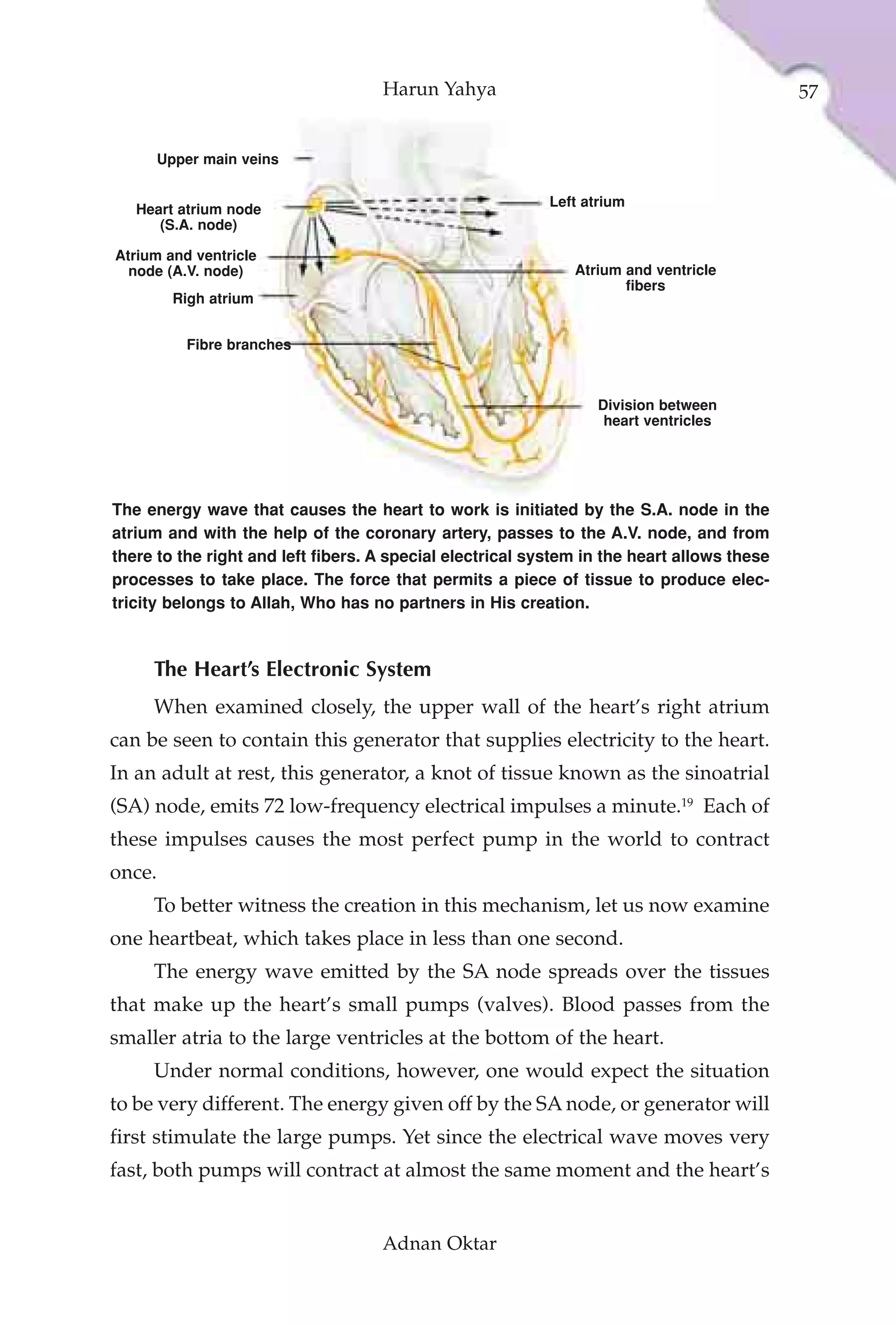 Harun Yahya                                             57


        Upper main veins

                                                           Left atrium
   Heart atrium node
      (S.A. node)

Atrium and ventricle
  node (A.V. node)                                            Atrium and ventricle
                                                                     fibers
          Righ atrium


           Fibre branches



                                                                  Division between
                                                                   heart ventricles




The energy wave that causes the heart to work is initiated by the S.A. node in the
atrium and with the help of the coronary artery, passes to the A.V. node, and from
there to the right and left fibers. A special electrical system in the heart allows these
processes to take place. The force that permits a piece of tissue to produce elec-
tricity belongs to Allah, Who has no partners in His creation.



     The Heart’s Electronic System
     When examined closely, the upper wall of the heart’s right atrium
can be seen to contain this generator that supplies electricity to the heart.
In an adult at rest, this generator, a knot of tissue known as the sinoatrial
(SA) node, emits 72 low-frequency electrical impulses a minute.19 Each of
these impulses causes the most perfect pump in the world to contract
once.
     To better witness the creation in this mechanism, let us now examine
one heartbeat, which takes place in less than one second.
     The energy wave emitted by the SA node spreads over the tissues
that make up the heart’s small pumps (valves). Blood passes from the
smaller atria to the large ventricles at the bottom of the heart.
     Under normal conditions, however, one would expect the situation
to be very different. The energy given off by the SA node, or generator will
first stimulate the large pumps. Yet since the electrical wave moves very
fast, both pumps will contract at almost the same moment and the heart’s


                                    Adnan Oktar
 
