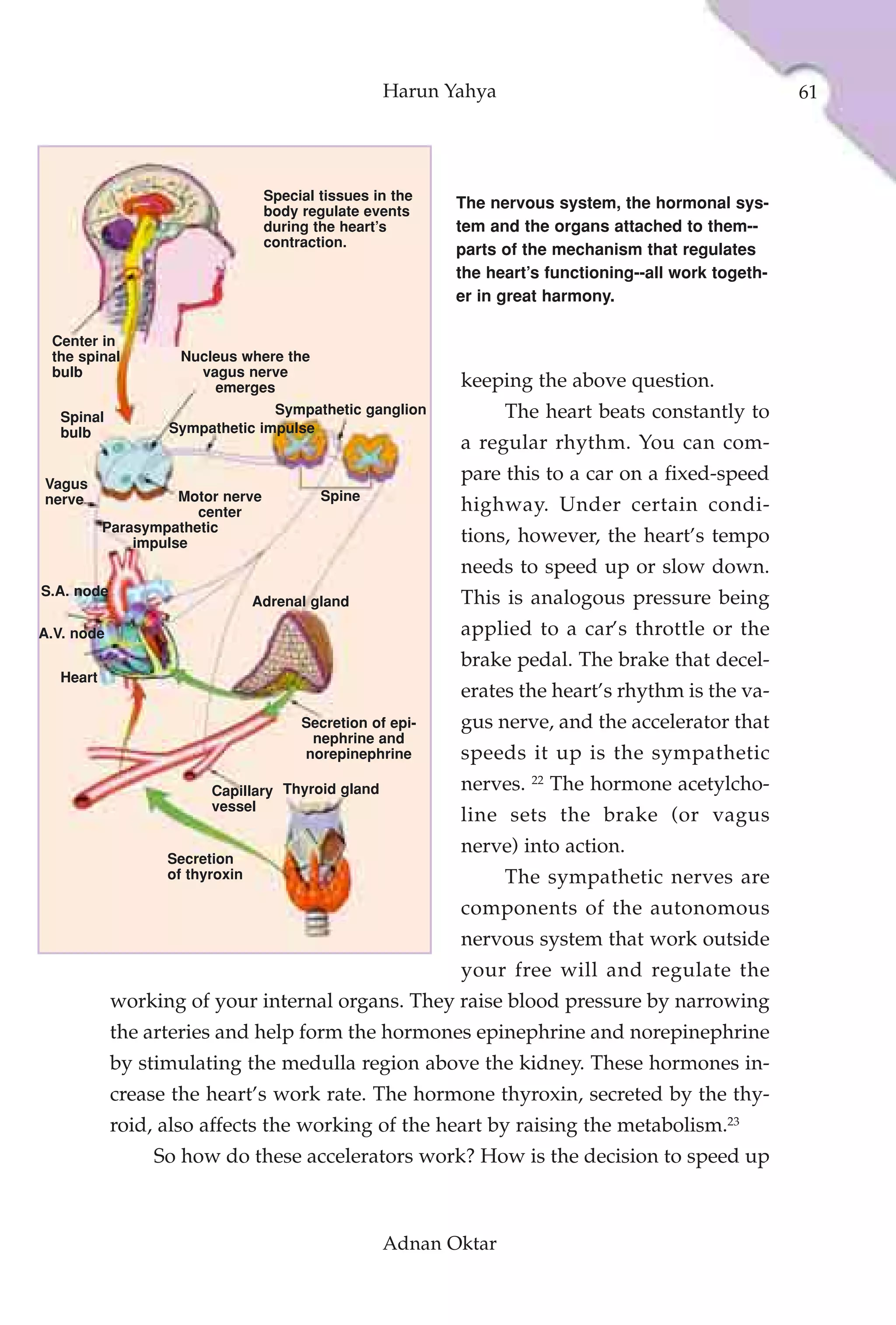 Harun Yahya                                         61




                                  Special tissues in the
                                  body regulate events
                                                           The nervous system, the hormonal sys-
                                  during the heart’s       tem and the organs attached to them--
                                  contraction.
                                                           parts of the mechanism that regulates
                                                           the heart’s functioning--all work togeth-
                                                           er in great harmony.

 Center in
 the spinal         Nucleus where the
 bulb                 vagus nerve
                        emerges                            keeping the above question.
                                Sympathetic ganglion             The heart beats constantly to
  Spinal
  bulb            Sympathetic impulse
                                                           a regular rhythm. You can com-
Vagus
                                                           pare this to a car on a fixed-speed
nerve               Motor nerve           Spine
                      center                               highway. Under certain condi-
          Parasympathetic
              impulse                                      tions, however, the heart’s tempo
                                                           needs to speed up or slow down.
S.A. node
                                Adrenal gland              This is analogous pressure being
A.V. node                                                  applied to a car’s throttle or the
                                                           brake pedal. The brake that decel-
  Heart
                                                           erates the heart’s rhythm is the va-
                                       Secretion of epi-   gus nerve, and the accelerator that
                                        nephrine and
                                       norepinephrine      speeds it up is the sympathetic
                                                                     22
                        Capillary Thyroid gland            nerves.        The hormone acetylcho-
                        vessel
                                                           line sets the brake (or vagus
                                                           nerve) into action.
                  Secretion
                  of thyroxin                                    The sympathetic nerves are
                                                           components of the autonomous
                                                           nervous system that work outside
                                                           your free will and regulate the
            working of your internal organs. They raise blood pressure by narrowing
            the arteries and help form the hormones epinephrine and norepinephrine
            by stimulating the medulla region above the kidney. These hormones in-
            crease the heart’s work rate. The hormone thyroxin, secreted by the thy-
            roid, also affects the working of the heart by raising the metabolism.23
                 So how do these accelerators work? How is the decision to speed up



                                                   Adnan Oktar
 