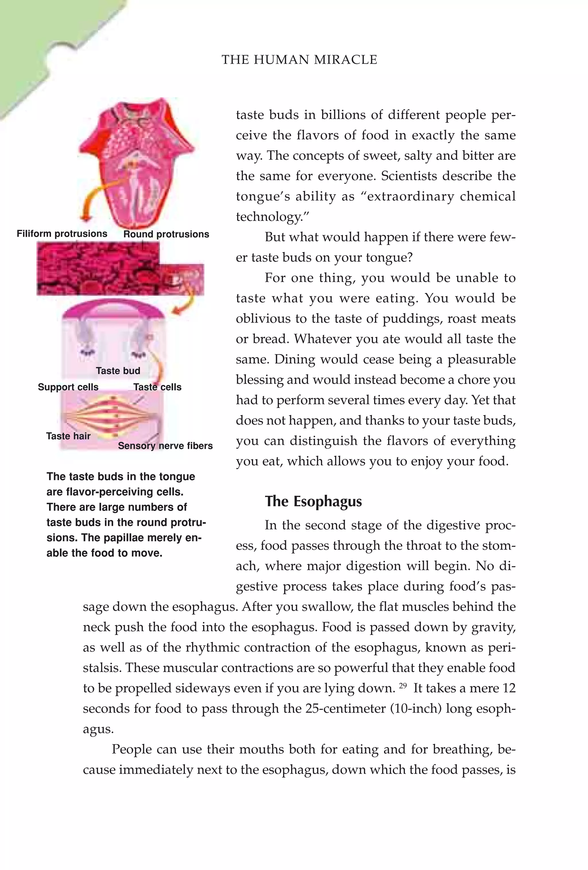 THE HUMAN MIRACLE



                                                taste buds in billions of different people per-
                                                ceive the flavors of food in exactly the same
                                                way. The concepts of sweet, salty and bitter are
                                                the same for everyone. Scientists describe the
                                                tongue’s ability as “extraordinary chemical
                                                technology.”
Filiform protrusions     Round protrusions          But what would happen if there were few-
                                                er taste buds on your tongue?
                                                    For one thing, you would be unable to
                                                taste what you were eating. You would be
                                                oblivious to the taste of puddings, roast meats
                                                or bread. Whatever you ate would all taste the
                                                same. Dining would cease being a pleasurable
                   Taste bud
    Support cells          Taste cells
                                                blessing and would instead become a chore you
                                                had to perform several times every day. Yet that
                                                does not happen, and thanks to your taste buds,
      Taste hair
                        Sensory nerve fibers    you can distinguish the flavors of everything
                                                you eat, which allows you to enjoy your food.
      The taste buds in the tongue
      are flavor-perceiving cells.
      There are large numbers of                    The Esophagus
      taste buds in the round protru-               In the second stage of the digestive proc-
      sions. The papillae merely en-
                                                ess, food passes through the throat to the stom-
      able the food to move.
                                                ach, where major digestion will begin. No di-
                                                gestive process takes place during food’s pas-
              sage down the esophagus. After you swallow, the flat muscles behind the
              neck push the food into the esophagus. Food is passed down by gravity,
              as well as of the rhythmic contraction of the esophagus, known as peri-
              stalsis. These muscular contractions are so powerful that they enable food
              to be propelled sideways even if you are lying down. 29 It takes a mere 12
              seconds for food to pass through the 25-centimeter (10-inch) long esoph-
              agus.
                       People can use their mouths both for eating and for breathing, be-
              cause immediately next to the esophagus, down which the food passes, is
 