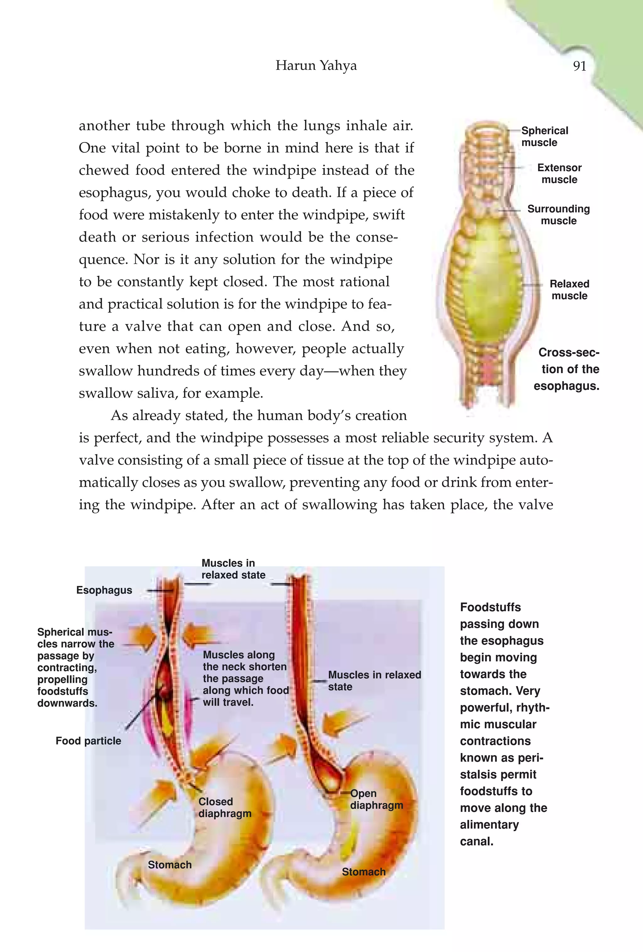 Harun Yahya                                       91



        another tube through which the lungs inhale air.                           Spherical
                                                                                   muscle
        One vital point to be borne in mind here is that if
        chewed food entered the windpipe instead of the                               Extensor
                                                                                       muscle
        esophagus, you would choke to death. If a piece of
                                                                                     Surrounding
        food were mistakenly to enter the windpipe, swift                              muscle
        death or serious infection would be the conse-
        quence. Nor is it any solution for the windpipe
        to be constantly kept closed. The most rational                                 Relaxed
                                                                                        muscle
        and practical solution is for the windpipe to fea-
        ture a valve that can open and close. And so,
        even when not eating, however, people actually                                 Cross-sec-
        swallow hundreds of times every day—when they                                  tion of the
                                                                                      esophagus.
        swallow saliva, for example.
              As already stated, the human body’s creation
        is perfect, and the windpipe possesses a most reliable security system. A
        valve consisting of a small piece of tissue at the top of the windpipe auto-
        matically closes as you swallow, preventing any food or drink from enter-
        ing the windpipe. After an act of swallowing has taken place, the valve


                             Muscles in
                             relaxed state
       Esophagus
                                                                         Foodstuffs
                                                                         passing down
Spherical mus-
cles narrow the                                                          the esophagus
passage by                   Muscles along                               begin moving
contracting,                 the neck shorten
propelling                   the passage            Muscles in relaxed   towards the
foodstuffs                   along which food       state                stomach. Very
downwards.                   will travel.
                                                                         powerful, rhyth-
                                                                         mic muscular
   Food particle                                                         contractions
                                                                         known as peri-
                                                                         stalsis permit
                                                        Open             foodstuffs to
                             Closed                     diaphragm
                             diaphragm                                   move along the
                                                                         alimentary
                                                                         canal.
                   Stomach
                                                      Stomach
 
