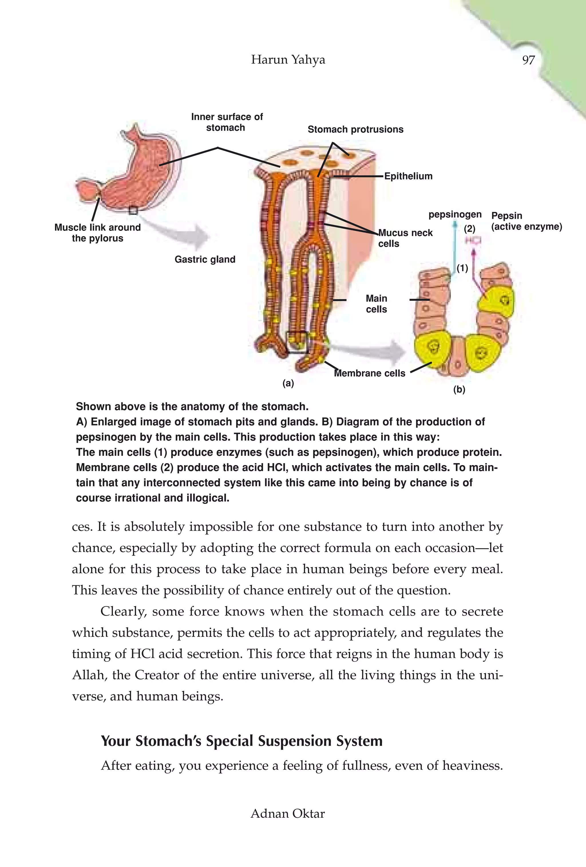 Harun Yahya                                         97



                         Inner surface of
                            stomach               Stomach protrusions



                                                                 Epithelium



                                                                        pepsinogen Pepsin
Muscle link around                                                             (2) (active enzyme)
                                                               Mucus neck
   the pylorus
                                                               cells
                      Gastric gland
                                                                              (1)


                                                             Main
                                                             cells




                                                       Membrane cells
                                            (a)
                                                                              (b)
    Shown above is the anatomy of the stomach.
    A) Enlarged image of stomach pits and glands. B) Diagram of the production of
    pepsinogen by the main cells. This production takes place in this way:
    The main cells (1) produce enzymes (such as pepsinogen), which produce protein.
    Membrane cells (2) produce the acid HCl, which activates the main cells. To main-
    tain that any interconnected system like this came into being by chance is of
    course irrational and illogical.

   ces. It is absolutely impossible for one substance to turn into another by
   chance, especially by adopting the correct formula on each occasion—let
   alone for this process to take place in human beings before every meal.
   This leaves the possibility of chance entirely out of the question.
         Clearly, some force knows when the stomach cells are to secrete
   which substance, permits the cells to act appropriately, and regulates the
   timing of HCl acid secretion. This force that reigns in the human body is
   Allah, the Creator of the entire universe, all the living things in the uni-
   verse, and human beings.


         Your Stomach’s Special Suspension System
         After eating, you experience a feeling of fullness, even of heaviness.


                                      Adnan Oktar
 