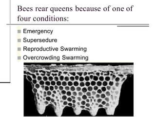 Concepts of Queen Rearing for the beekeepers | PPTX