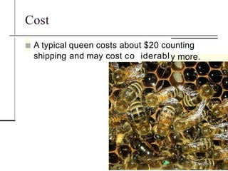 Counting Queen Concepts of Queen Rearing for the beekeepers | PPTX