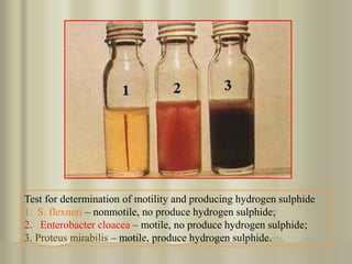 Test for determination of motility and producing hydrogen sulphide
1. S. flexneri – nonmotile, no produce hydrogen sulphide;
2. Enterobacter cloacea – motile, no produce hydrogen sulphide;
3. Proteus mirabilis – motile, produce hydrogen sulphide.
 