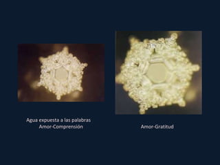 Agua expuesta a las palabras  Amor-Comprensión Amor-Gratitud 