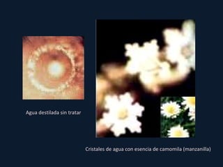 Agua destilada sin tratar Cristales de agua con esencia de camomila (manzanilla) 