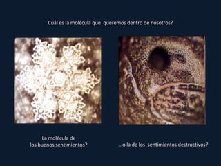 Cuál es la molécula que  queremos dentro de nosotros? La molécula de los buenos sentimientos? ...o la de los  sentimientos destructivos? 