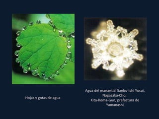 Agua del manantial Sanbu-Ichi Yusui, Nagasaka-Cho,  Kita-Koma-Gun, prefactura de Yamanashi Hojas y gotas de agua 