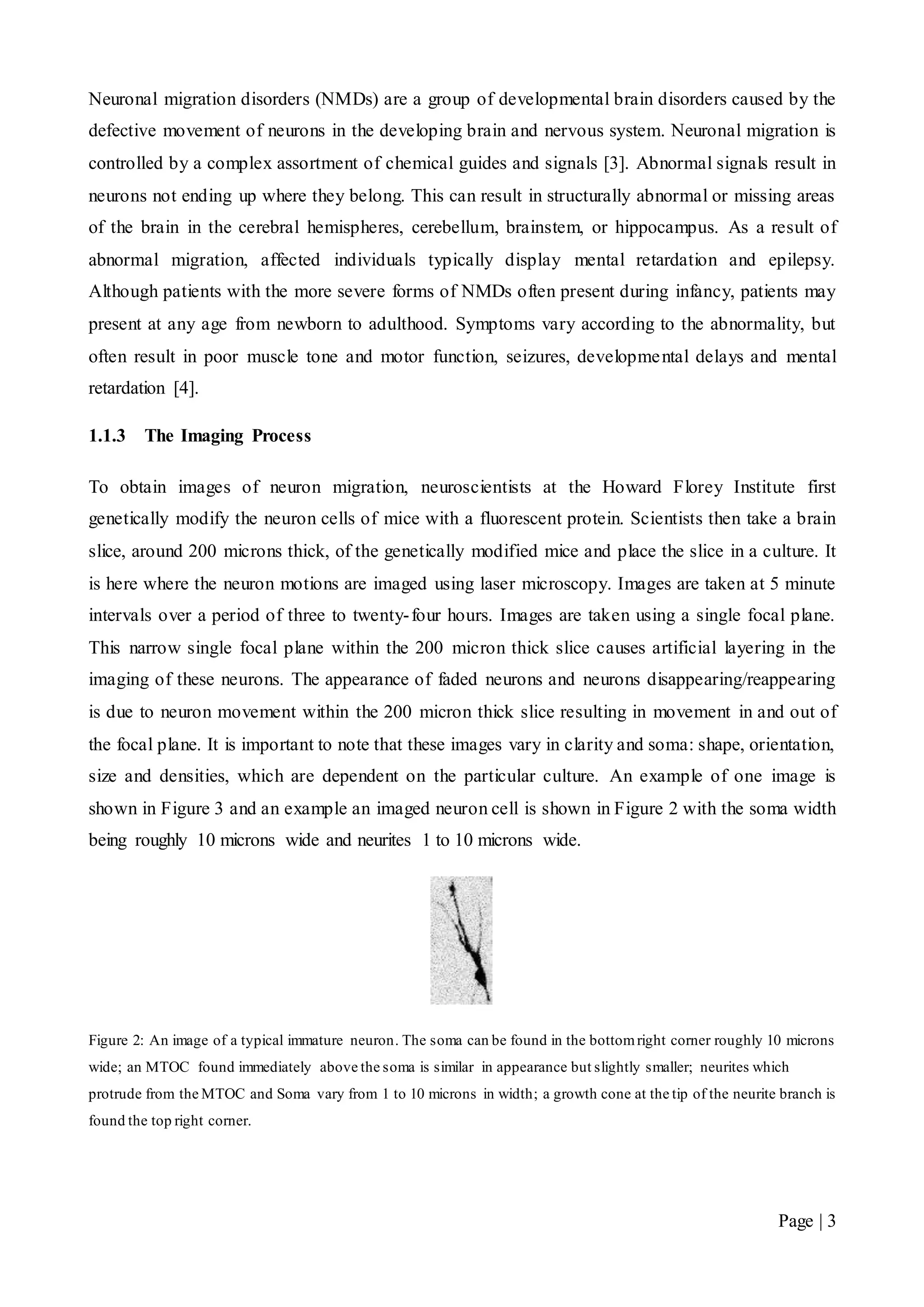 Page | 3
Neuronal migration disorders (NMDs) are a group of developmental brain disorders caused by the
defective movement of neurons in the developing brain and nervous system. Neuronal migration is
controlled by a complex assortment of chemical guides and signals [3]. Abnormal signals result in
neurons not ending up where they belong. This can result in structurally abnormal or missing areas
of the brain in the cerebral hemispheres, cerebellum, brainstem, or hippocampus. As a result of
abnormal migration, affected individuals typically display mental retardation and epilepsy.
Although patients with the more severe forms of NMDs often present during infancy, patients may
present at any age from newborn to adulthood. Symptoms vary according to the abnormality, but
often result in poor muscle tone and motor function, seizures, developmental delays and mental
retardation [4].
1.1.3 The Imaging Process
To obtain images of neuron migration, neuroscientists at the Howard Florey Institute first
genetically modify the neuron cells of mice with a fluorescent protein. Scientists then take a brain
slice, around 200 microns thick, of the genetically modified mice and place the slice in a culture. It
is here where the neuron motions are imaged using laser microscopy. Images are taken at 5 minute
intervals over a period of three to twenty-four hours. Images are taken using a single focal plane.
This narrow single focal plane within the 200 micron thick slice causes artificial layering in the
imaging of these neurons. The appearance of faded neurons and neurons disappearing/reappearing
is due to neuron movement within the 200 micron thick slice resulting in movement in and out of
the focal plane. It is important to note that these images vary in clarity and soma: shape, orientation,
size and densities, which are dependent on the particular culture. An example of one image is
shown in Figure 3 and an example an imaged neuron cell is shown in Figure 2 with the soma width
being roughly 10 microns wide and neurites 1 to 10 microns wide.
Figure 2: An image of a typical immature neuron. The soma can be found in the bottomright corner roughly 10 microns
wide; an MTOC found immediately above the soma is similar in appearance but slightly smaller; neurites which
protrude from the MTOC and Soma vary from 1 to 10 microns in width; a growth cone at the tip of the neurite branch is
found the top right corner.
 