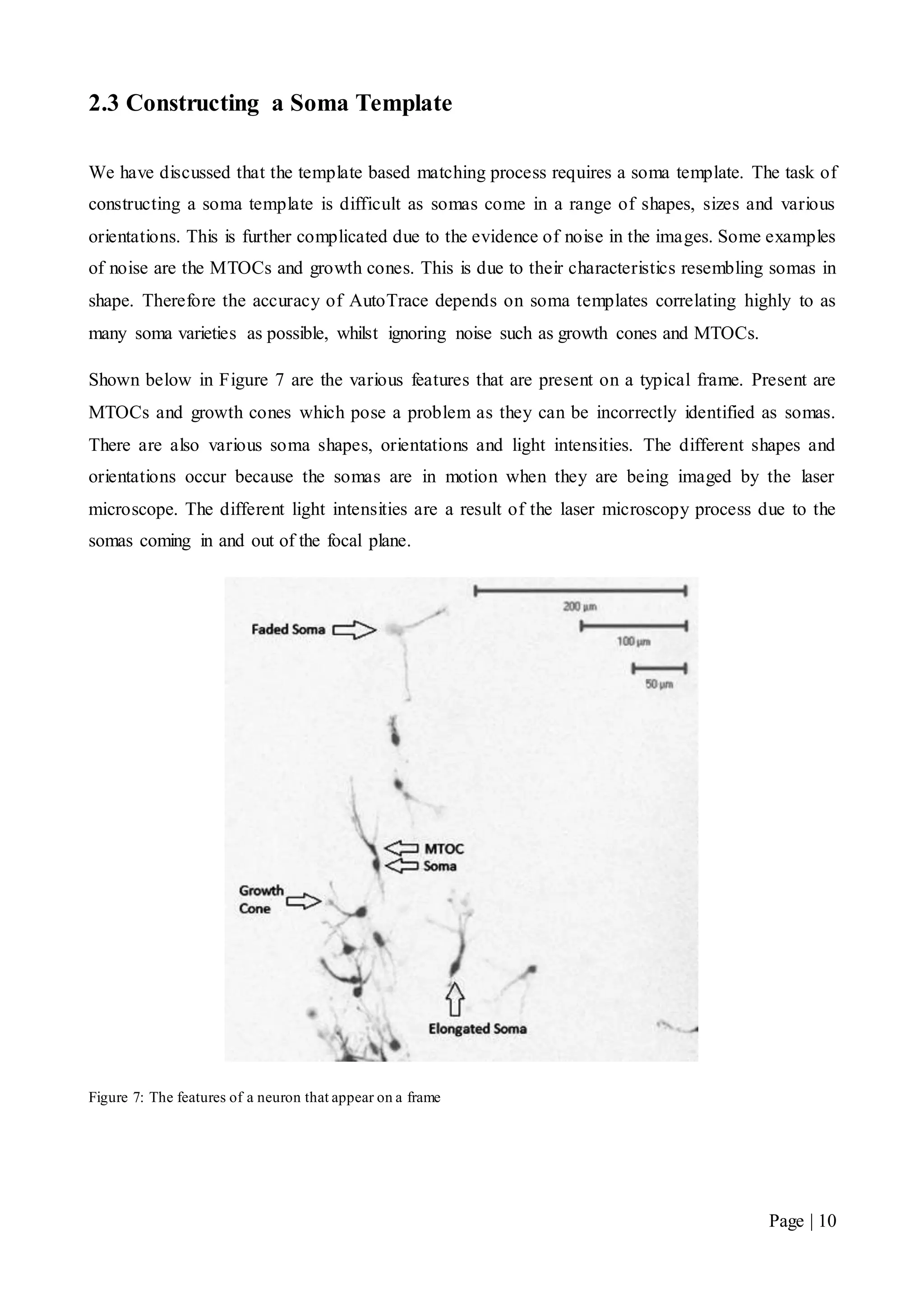 Page | 10
2.3 Constructing a Soma Template
We have discussed that the template based matching process requires a soma template. The task of
constructing a soma template is difficult as somas come in a range of shapes, sizes and various
orientations. This is further complicated due to the evidence of noise in the images. Some examples
of noise are the MTOCs and growth cones. This is due to their characteristics resembling somas in
shape. Therefore the accuracy of AutoTrace depends on soma templates correlating highly to as
many soma varieties as possible, whilst ignoring noise such as growth cones and MTOCs.
Shown below in Figure 7 are the various features that are present on a typical frame. Present are
MTOCs and growth cones which pose a problem as they can be incorrectly identified as somas.
There are also various soma shapes, orientations and light intensities. The different shapes and
orientations occur because the somas are in motion when they are being imaged by the laser
microscope. The different light intensities are a result of the laser microscopy process due to the
somas coming in and out of the focal plane.
Figure 7: The features of a neuron that appear on a frame
 