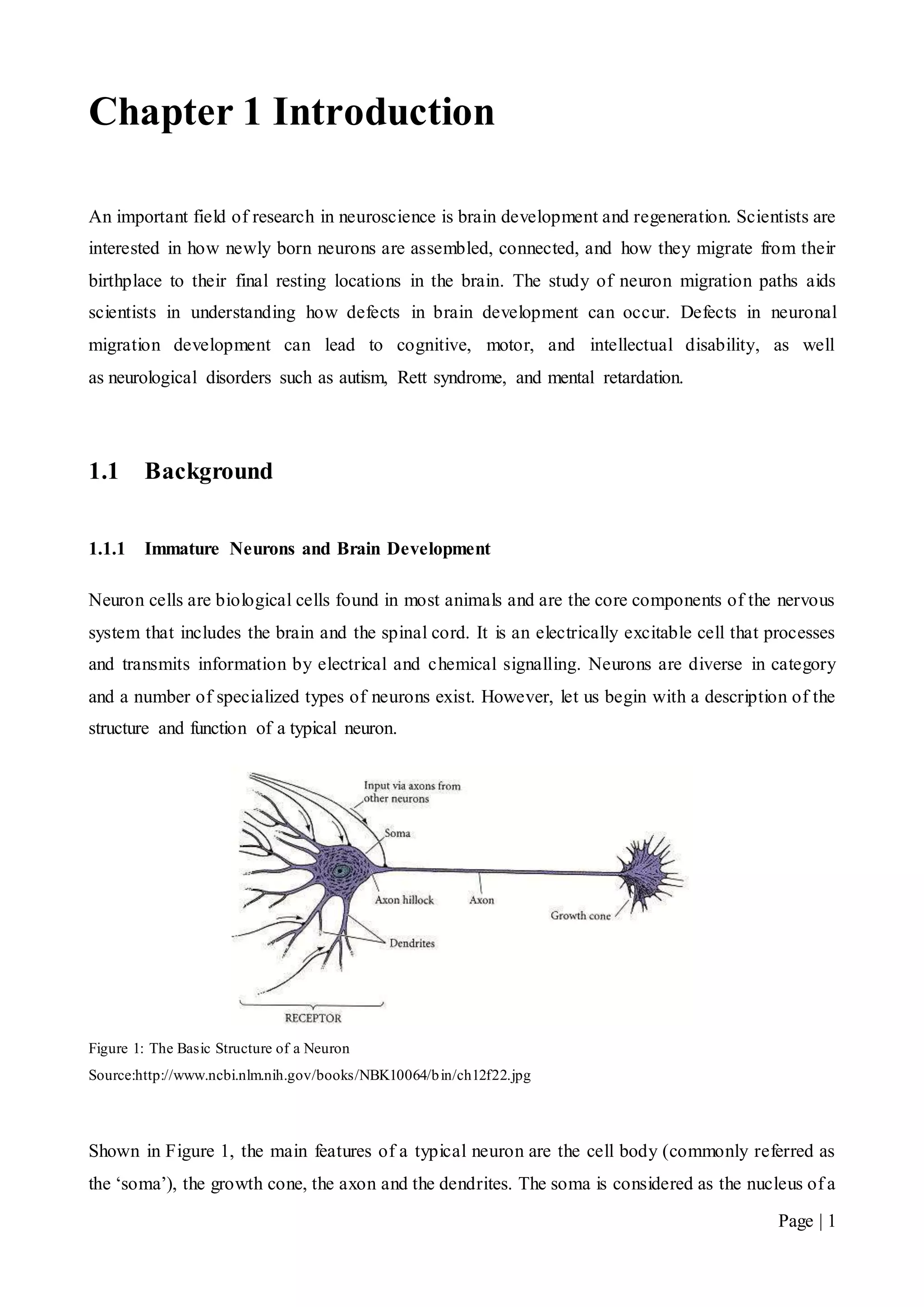 Page | 1
Chapter 1 Introduction
An important field of research in neuroscience is brain development and regeneration. Scientists are
interested in how newly born neurons are assembled, connected, and how they migrate from their
birthplace to their final resting locations in the brain. The study of neuron migration paths aids
scientists in understanding how defects in brain development can occur. Defects in neuronal
migration development can lead to cognitive, motor, and intellectual disability, as well
as neurological disorders such as autism, Rett syndrome, and mental retardation.
1.1 Background
1.1.1 Immature Neurons and Brain Development
Neuron cells are biological cells found in most animals and are the core components of the nervous
system that includes the brain and the spinal cord. It is an electrically excitable cell that processes
and transmits information by electrical and chemical signalling. Neurons are diverse in category
and a number of specialized types of neurons exist. However, let us begin with a description of the
structure and function of a typical neuron.
Figure 1: The Basic Structure of a Neuron
Source:http://www.ncbi.nlm.nih.gov/books/NBK10064/bin/ch12f22.jpg
Shown in Figure 1, the main features of a typical neuron are the cell body (commonly referred as
the ‘soma’), the growth cone, the axon and the dendrites. The soma is considered as the nucleus of a
 