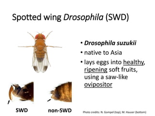 Swd Adult Insect Identification Understanding spider mites and other high tunnel insects, 2015 | PPTX