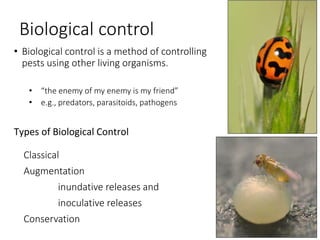 Understanding spider mites and other high tunnel insects, 2015 | PPTX