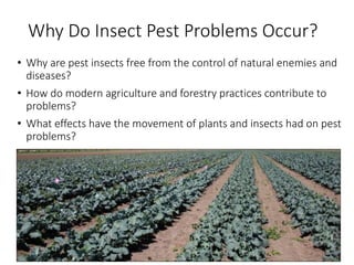 Understanding spider mites and other high tunnel insects, 2015 | PPTX