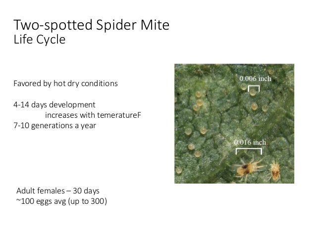 spider mite life cycle
