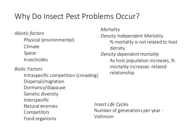 spider mite life cycle