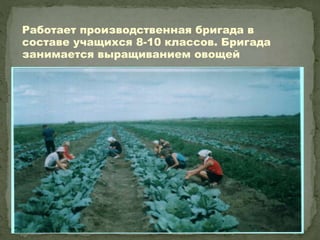 Работает производственная бригада в
составе учащихся 8-10 классов. Бригада
занимается выращиванием овощей
 