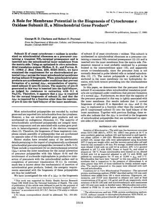 W E JOURNALOF BIOLOGICAL CHEMISTRY
01989 by The American Societyfor Biochemistryand Molecular Biology,Inc.
Vol. 264, No. 17, Issue of June 15,pp. 10114-10118,1989
Printed in U.S.A.
A Role for Membrane Potential in the Biogenesis of Cytochromec
Oxidase Subunit11, a Mitochondrial Gene Product*
(Receivedfor publication, January 17, 1989)
GeorgeH. D. Clarkson and Robert0.PoytonS
From the Department of Molecular, Cellular,and DevelopmentalBiology, University of Colorado at Boulder,
BouMer, Cokrado80309-0347
Subunit I1 of yeast cytochromec oxidase is synthe-
sized on mitochondrial ribosomesas a precursor con-
taining a transient NHa-terminal presequence and is
inserted into the mitochondrial innermembrane from
the matrix side. Usingan optimizedin vitro mitochon-
drial translation system (McKee,E. E., and Poyton,R.
0. (1984) J. Biol. Chem. 259, 9320-9331), we have
examined the requirementfor an electrochemical po-
tential (Ab,+) across the inner mitochondrialmembrane
during subunitI1biogenesis.When mitochondrial gene
products are synthesized under conditions that prevent
formation of a normal Ai,+, accumulation of unproc-
essed subunitI1 (pre-11) occurs. The majority of pre-I1
generated inthis way is inserted into the lipidbilayer,
as judgedbyresistanceto extraction with 0.1 M
Na2COs.Therefore, it appears that aAb* is required
for the normal biogenesis of subunit 11, and that the
Ab,+ is requiredfor a function other than the insertion
of pre-I1 into the lipid bilayerof the inner membrane.
Most mitochondrial polypeptides are encoded by nuclear
genesand areimported into mitochondria fromthe cytoplasm.
However, a few are mitochondrial gene products andare
synthesized on endogenous ribosomes (1).The majority of
mitochondrially synthesized polypeptides are integral mem-
brane components and areassociated with nuclear gene prod-
uctsin heterooligomeric proteins of the electron transport
chain (2). Therefore, the biogenesis of these respiratory com-
plexes entails assembly of polypeptides that are synthesized
on opposite sides of the mitochondrial inner membrane.
Recent studies have revealed many of the mechanistic
details pertainingto the importof cytoplasmicallysynthesized
mitochondrial precursor polypeptides (reviewedin Refs. 3-5).
These include a requirement for an electrochemical potential
(Ai,+) across the inner membrane for the initial interaction
of precursor polypeptides with this bilayer (6-8) andthe
involvement of nucleoside triphosphates in productive inter-
action of precursors with the mitochondrial surface and in
completion of precursor translocation (9-11). Incontrast,
much less is known about the mechanism(s) of insertion of
mitochondrial gene products. Indeed, the energetic require-
ments associated with the biogenesis of these polypeptides
are thusfar undefined.
We have investigated the role of a A;,+ in the biogenesis
*This workwas supported by Public Health Service Research
Grant GM 30228 from the National Institutes of Health. The costs
of publication of this article were defrayed in part by the payment of
page charges. This article must therefore be hereby marked “aduer-
tisement” in accordancewith 18U.S.C. Section 1734 solelyto indicate
this fact.
$To whom correspondence should be addressed. Tel.:303-492-
3823.
of subunit I1 of yeast cytochrome c oxidase. This subunit is
synthesized on mitochondrial ribosomes as a precursor con-
taining a transient NHs-terminalpresequence (12-15) and is
inserted into the inner membrane from the matrix side. Pre-
sequence removal is most probably catalyzed by a protease
located in the intermembrane space (16),andapparently
occurs co-translationally, since the precursor form is not
normally detected in pulse-labeled cells or isolated mitochon-
dria (12, 17). The mature polypeptide is predicted to be
anchored in the inner membrane viatwo hydrophobic do-
mains, with both termini protruding intothe intermembrane
space (19).
In this paper, we demonstrate that the precursor form of
subunit I1accumulates when mitochondrial translation prod-
ucts aresynthesized under conditions that prevent formation
of a normal A;,+. Furthermore, we show that themajority of
the precursor generated in this way is tightly associated with
the inner membrane. Our results indicate that 1) normal
biogenesis of subunit I1 is dependent on Ai,+ and 2) the
Ai,+ is implicated in a function other than the insertion of
pre-I1 (unprocessed subunit 11) into the lipid bilayer of the
inner membrane. Together with previous findings, these re-
sults also indicate that theAi,+ is involved in the biogenesis
of mitochondrial polypeptides that are synthesized on oppo-
site sides of the inner membrane.
MATERIALSANDMETHODS
Isolation of Mitochondria-The wild type Saccharomycescereuisiae
strain D273-10B (MATa, ATCC No. 24657)wasgrown at 30 “C in
semi-synthetic galactose medium (20) and harvested in mid-logarith-
mic phase (AKlett = 200-220). Mitochondria were isolated as de-
scribed (18), except that cells were spheroplasted using Zymolyase
20T (3mg/g wet weight cells), and therecovery period after cell wall
removal was increased to 60 min. For storage, isolated mitochondria
were diluted 2-fold with ice-cold 0.6 M sorbitol, 40% (v/v) glycerol
adjusted to pH 7.2 with KOH, frozen in liquid NP, and stored in
aliquots at -80 “C.Frozen mitochondria were thawed on ice, diluted
10-fold with 0.6 M mannitol adjusted topH 7.2 with KOH, and
pelleted by centrifugation for 10 min at 13,000 X gmaXand 2 “2.
Mitochondria that have been “rescued” in this way perform protein
synthesis that is insensitive to the presence of ribonuclease A, at
rates greater than 90%of those exhibited by freshly isolated organ-
elles. The results presented in this paper were obtained with such
rescued mitochondria.
Conditionsfor in VitroMitochondrial Translation-The optimized
protein-synthesizing medium (PSM)’described earlier (18)was used.
Inhibitors were added from 100 X stock solutions. Oligomycin, val-
inomycin, and CCCP were dissolved inethanol and used at final
concentrations of 30 wg/ml, 1.25+g/ml, and 20 pM, respectively;stock
solutions of KCN (100 mM) and aurintricarboxylic acid (ammonium
salt) (50mM) were made in distilled water. Mitochondria were prein-
cubated in PSM for 10 min before radiolabeling of mitochondrial
’The abbreviations used are: PSM, protein-synthesizing medium;
CCCP, carbonyl cyanide m-chlorophenylhydrazone; SDS-PAGE, SO-
dium dodecyl sulfate-polyacrylamide gel electrophoresis.
10114
 