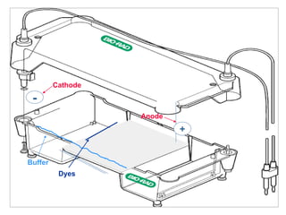Buffer
Dyes
+
-
Cathode
Anode
 