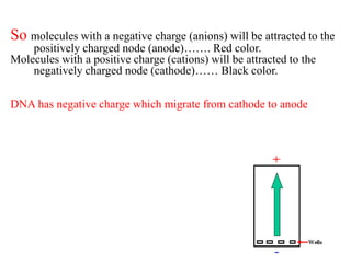 So molecules with a negative charge (anions) will be attracted to the
positively charged node (anode)……. Red color.
Molecules with a positive charge (cations) will be attracted to the
negatively charged node (cathode)…… Black color.
DNA has negative charge which migrate from cathode to anode
 