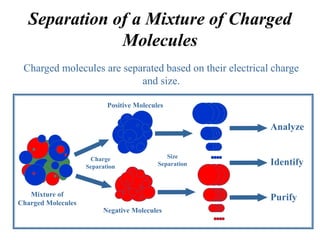 Charged molecules are separated based on their electrical charge
and size.
Separation of a Mixture of Charged
Molecules
Charge
Separation
Size
Separation
Analyze
Identify
Purify
Mixture of
Charged Molecules
Positive Molecules
Negative Molecules
 