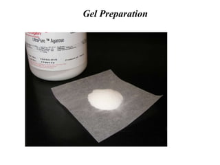 Agarose is a linear polymer extracted from seaweed.
Gel Preparation
 