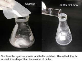 Agarose Buffer Solution
Combine the agarose powder and buffer solution. Use a flask that is
several times larger than the volume of buffer.
 