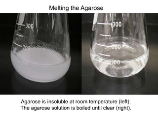 Agarose is insoluble at room temperature (left).
The agarose solution is boiled until clear (right).
Melting the Agarose
 