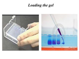 Loading the gel
 
