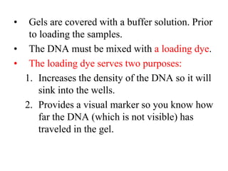 • Gels are covered with a buffer solution. Prior
to loading the samples.
• The DNA must be mixed with a loading dye.
• The loading dye serves two purposes:
1. Increases the density of the DNA so it will
sink into the wells.
2. Provides a visual marker so you know how
far the DNA (which is not visible) has
traveled in the gel.
 