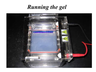 Running the gel
 