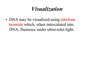 Visualization
• DNA may be visualized using ethidium
bromide which, when intercalated into
DNA, fluoresce under ultraviolet light.
 