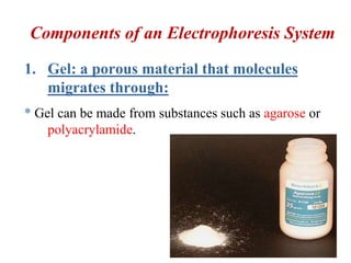 Components of an Electrophoresis System
1. Gel: a porous material that molecules
migrates through:
* Gel can be made from substances such as agarose or
polyacrylamide.
 