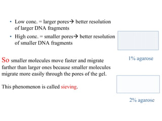 • Low conc. = larger pores better resolution
of larger DNA fragments
• High conc. = smaller pores better resolution
of smaller DNA fragments
So smaller molecules move faster and migrate
farther than larger ones because smaller molecules
migrate more easily through the pores of the gel.
This phenomenon is called sieving.
1% agarose
2% agarose
 