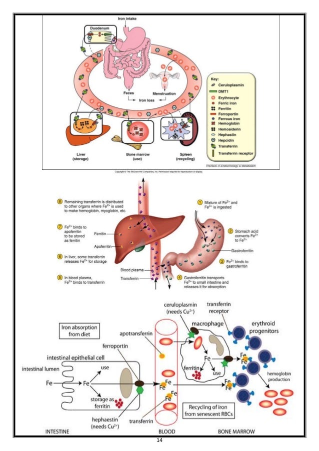 Minerals Metabolism
