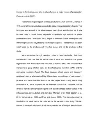 interest in horticulture, and also in silviculture as a major means of propagation
(Neumann et al., 2009).
Researches regarding cell and tissue culture in Allium sativum L. started in
1970, among the many studies conducted is about micropropagation of garlic. This
technique was proved to be advantageous over clove reproduction, as it only
requires cells or small tissue fragments to generate high number of plants
(Robledo-Paz and Tovar-Soto, 2012). Organ or meristem culture technique is one
of the morphogenetic ways to carry out micropropagation. This technique has been
widely used for the production of virus-free clones and will be practiced in this
study.
Virus elimination through meristem culture is based on the fact that these
meristematic cells are free or almost free of virus and therefore the plants
regenerated from them will also be virus-free (Salomon, 2002). The two distinctive
meristems (a group of stem cells) are the shoot apical meristem (SAM) and the
root apical meristem (RAM). The SAM develops shoot organs and tissues in
peripheral regions, whereas the RAM differentiates several types of root tissues in
proximal and distal directions to form the root proper and root cap, respectively
(Machida et al., 2013). Explants for the meristem culture in A. sativum L. can be
obtained from the different plant organs such as in the shoot, root as well as in the
inflorescences, cloves, bulbils and stem disc (Mariconi et al., 1990; Scotton et al.,
2013; Verbek et al., 1995 and Peat and Jones, 2012). The stem disc which is
situated in the basal part of the clove will be the explant for this study. The two
surface of the stem disc which is the basal part and the apical part which contain
 
