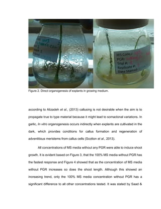 Figure 2. Direct organogenesis of explants in growing medium.
according to Alizadeh et al., (2013) callusing is not desirable when the aim is to
propagate true to type material because it might lead to somaclonal variations. In
garlic, In vitro organogenesis occurs indirectly when explants are cultivated in the
dark, which provides conditions for callus formation and regeneration of
adventitious meristems from callus cells (Scotton et al., 2013).
All concentrations of MS media without any PGR were able to induce shoot
growth. It is evident based on Figure 3, that the 100% MS media without PGR has
the fastest response and Figure 4 showed that as the concentration of MS media
without PGR increases so does the shoot length. Although this showed an
increasing trend, only the 100% MS media concentration without PGR has a
significant difference to all other concentrations tested. It was stated by Saad &
 