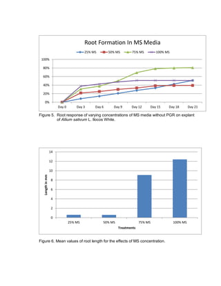 Figure 5. Root response of varying concentrations of MS media without PGR on explant
of Allium sativum L. Ilocos White.
Figure 6. Mean values of root length for the effects of MS concentration.
0%
20%
40%
60%
80%
100%
Day 0 Day 3 Day 6 Day 9 Day 12 Day 15 Day 18 Day 21
Root Formation In MS Media
25% MS 50% MS 75% MS 100% MS
0
2
4
6
8
10
12
14
25% MS 50% MS 75% MS 100% MS
Lengthinmm
Treatments
 