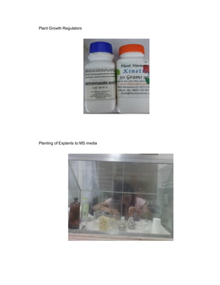 Plant Growth Regulators
Planting of Explants to MS media
 