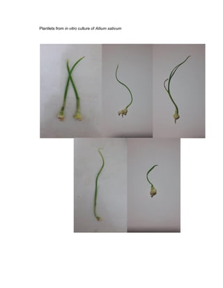 Plantlets from in vitro culture of Allium sativum
 