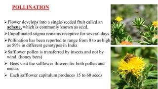 POLLINATION
Flower develops into a single-seeded fruit called an
achene, which is commonly known as seed.
Unpollinated stigma remains receptive for several days.
Pollination has been reported to range from 0 to as high
as 59% in different genotypes in India
Safflower pollen is transferred by insects and not by
wind. (honey bees)
 Bees visit the safflower flowers for both pollen and
nectar.
 Each safflower capitulum produces 15 to 60 seeds
 