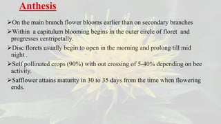 Anthesis
On the main branch flower blooms earlier than on secondary branches
Within a capitulum blooming begins in the outer circle of floret and
progresses centripetally.
Disc florets usually begin to open in the morning and prolong till mid
night .
Self pollinated crops (90%) with out crossing of 5-40% depending on bee
activity.
Safflower attains maturity in 30 to 35 days from the time when flowering
ends.
 