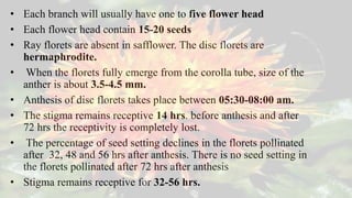 • Each branch will usually have one to five flower head
• Each flower head contain 15-20 seeds
• Ray florets are absent in safflower. The disc florets are
hermaphrodite.
• When the florets fully emerge from the corolla tube, size of the
anther is about 3.5-4.5 mm.
• Anthesis of disc florets takes place between 05:30-08:00 am.
• The stigma remains receptive 14 hrs. before anthesis and after
72 hrs the receptivity is completely lost.
• The percentage of seed setting declines in the florets pollinated
after 32, 48 and 56 hrs after anthesis. There is no seed setting in
the florets pollinated after 72 hrs after anthesis
• Stigma remains receptive for 32-56 hrs.
 