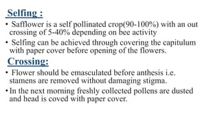 Selfing :
• Safflower is a self pollinated crop(90-100%) with an out
crossing of 5-40% depending on bee activity
• Selfing can be achieved through covering the capitulum
with paper cover before opening of the flowers.
Crossing:
• Flower should be emasculated before anthesis i.e.
stamens are removed without damaging stigma.
•In the next morning freshly collected pollens are dusted
and head is coved with paper cover.
 