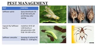 PEST MANAGEMENT
PEST CONTROL
Safflower aphid: Spray dimethoate 30
EC @ 750 ml/ha,40
and 60 days after
sowing.
Capsule fly/ Safflower
bud fly:
malathion 50 EC @
1.00 litre/ha or
phosphomidon 100
EC@ 150-200 ml/ha
Safflower caterpillar Spraying of carbaryl 50
WP@ 2.5 - 3.00 kg/ha
 
