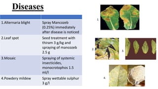 Diseases
1.Alternaria blight Spray Mancozeb
(0.25%) immediately
after disease is noticed
2.Leaf spot Seed treatment with
thiram 3 g/kg and
spraying of mancozeb
2.5 g
3.Mosaic Spraying of systemic
insecticides,
monocrotophos 1.5
ml/l
4.Powdery mildew Spray wettable sulphur
3 g/l
1.
2.
3.
4.
 