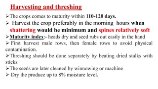 Harvesting and threshing
The crops comes to maturity within 110-120 days.
 Harvest the crop preferably in the morning hours when
shattering would be minimum and spines relatively soft
Maturity index:- heads dry and seed rubs out easily in the hand
 First harvest male rows, then female rows to avoid physical
contamination.
Threshing should be done separately by beating dried stalks with
sticks
The seeds are later cleaned by winnowing or machine
 Dry the produce up to 8% moisture level.
 