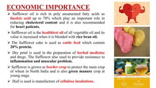 ECONOMIC IMPORTANCE
 Safflower oil is rich in poly unsaturated fatty acids as
linoleic acid up to 78% which play an important role in
reducing cholesterol content and it is also recommended
for heart patients.
 Safflower oil is the healthiest oil of all vegetable oil and its
value is increased when it is blended with rice bran oil.
 The Safflower cake is used as cattle feed which contain
20% protein.
 Dry petal is used in the preparation of herbal medicine
and drugs. The Safflower also used to provide resistance to
inflammation and muscular problem.
 Safflower is grown as border crop to protect the main crop
of wheat in North India and is also green manure crop at
young stage.
 Hull is used is manufacture of cellulose insulations.
 